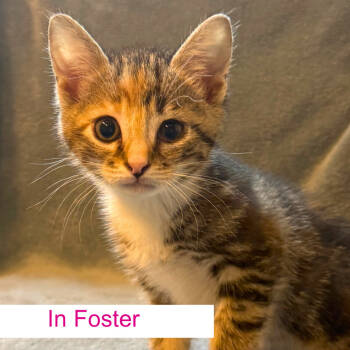 Rescue Domestic Short Hair Cats for Adoption in Chapel Hill, North Carolina - Cardigan | PetCurious