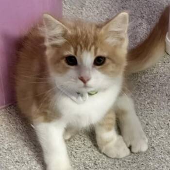 Beaker - Sweet Purrsonality -  Tabby Cat for Adoption in Hoquiam, Washington - Beaker - Sweet Purrsonality | PetCurious