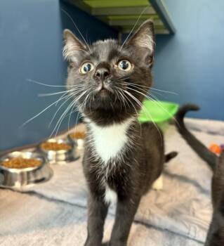 WOODY -  Domestic Short Hair Cat for Adoption in Hagerstown, Maryland - WOODY | PetCurious