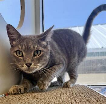 RAPHAEL -  Domestic Short Hair Cat for Adoption in Sarasota, Florida - RAPHAEL | PetCurious