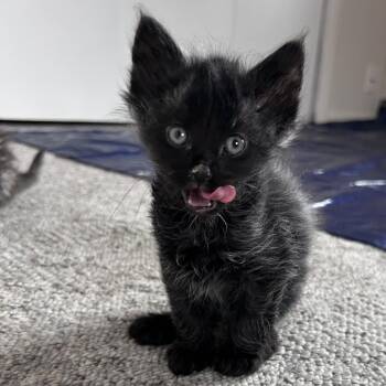 Domestic Medium Hair Cats Available for Adoption in Springfield, Illinois - Dracula | PetCurious