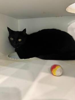 Mistifer -  Domestic Short Hair Cat for Adoption in Lunenburg, Vermont - Mistifer | PetCurious