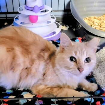 Rescue Domestic Long Hair Cats for Adoption in NEW PT RICHEY, Florida - Butterscotch | PetCurious