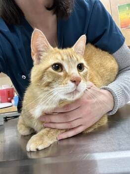 Rescue Domestic Short Hair Cats for Adoption in Aliquippa, Pennsylvania - ARGYLE | PetCurious