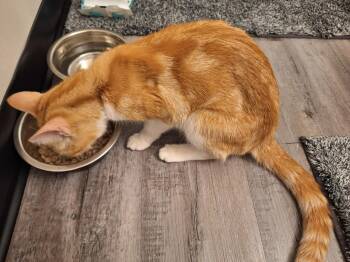 Rebecca -  Domestic Short Hair Cat for Adoption in Lewis Center, Ohio - Rebecca | PetCurious