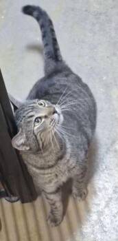 Domestic Short Hair Cats Available for Adoption - Yokubonis | PetCurious