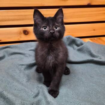 Chance -  Domestic Medium Hair Cat for Adoption in Woodstock, Illinois - Chance | PetCurious