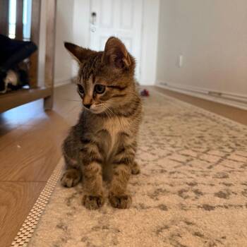 Finn -  Domestic Short Hair Cat for Adoption in Dallas, Texas - Finn | PetCurious