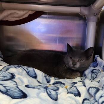 Domestic Short Hair Cats Available for Adoption - Freya - WC | PetCurious