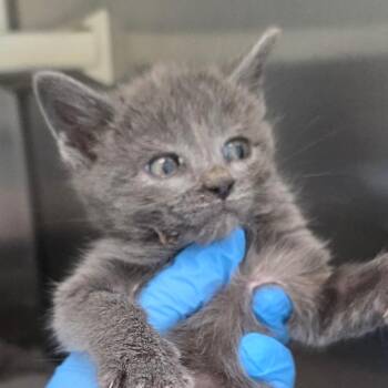 Christmas Cactus -  Domestic Short Hair Cat for Adoption in Chatham, Virginia - Christmas Cactus | PetCurious