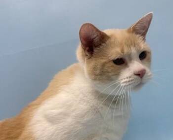 Grace -  Domestic Short Hair Cat for Adoption in Golden Valley, Minnesota - Grace | PetCurious