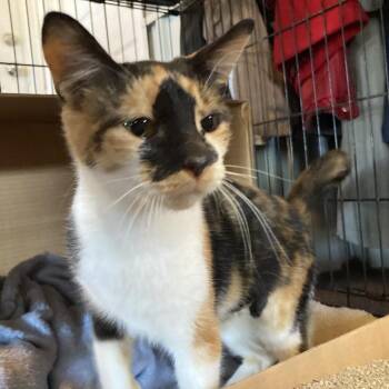 Domestic Short Hair Cats Available for Adoption - Honey | PetCurious