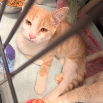 Spice -  Domestic Short Hair Cat for Adoption in Columbus, North Carolina - Spice | PetCurious