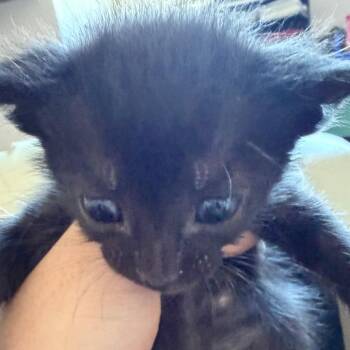 Hiccup -  Domestic Short Hair Cat for Adoption in Clearwater, Florida - Hiccup | PetCurious