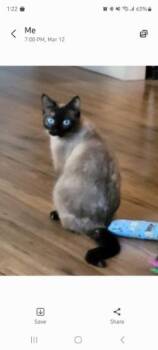 Siamese Cats Available for Adoption - Miley Moo | PetCurious