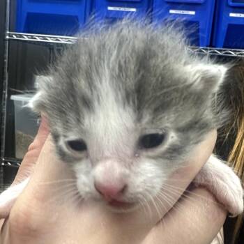 Domestic Short Hair Cats Available for Adoption in Midland, Texas - Twix | PetCurious