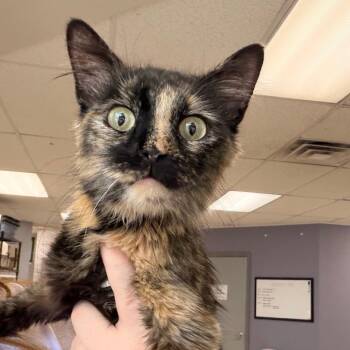 Glory -  Domestic Short Hair Cat for Adoption in Indianapolis, Indiana - Glory | PetCurious