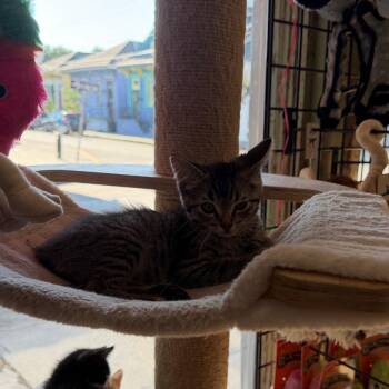 Domestic Short Hair Cats Available for Adoption in New Orleans, Louisiana - Lightening - BEAR-Stray-15736 | PetCurious