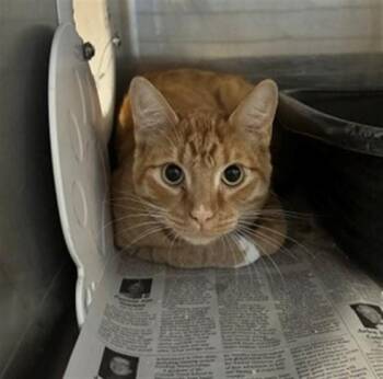 JERRY -  Domestic Short Hair Cat for Adoption in Anchorage, Alaska - JERRY | PetCurious