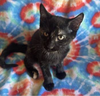 Rescue Domestic Short Hair Cats for Adoption in Millcreek, Utah - Willow | PetCurious