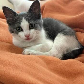 Netty -  Domestic Short Hair Cat for Adoption in La Grange, Kentucky - Netty | PetCurious