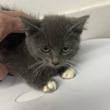 Vicky Tori -  Domestic Long Hair Cat Available for Adoption in St. Louis, Missouri - Vicky Tori | PetCurious