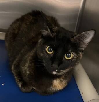 ZARA -  Domestic Short Hair Cat for Adoption in Dallas, Texas - ZARA | PetCurious
