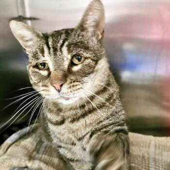 Java -  Domestic Short Hair Cat for Adoption in Oakland, California - Java | PetCurious