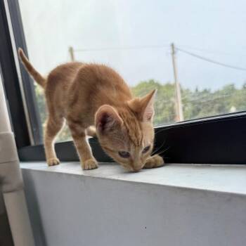Meg -  Domestic Short Hair Cat for Adoption in Roanoke, Virginia - Meg | PetCurious