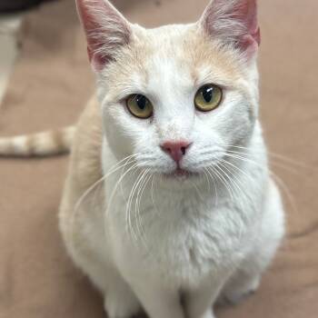 Rescue Domestic Short Hair Cats for Adoption in Mebane, North Carolina - Buffy | PetCurious