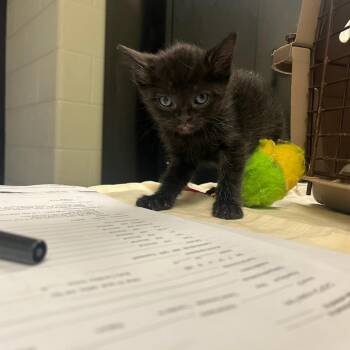 Cara Cara -  Domestic Short Hair Cat for Adoption in Charlottesville, Virginia - Cara Cara | PetCurious