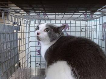 CHIQUITA -  Domestic Short Hair Cat for Adoption in Orlando, Florida - CHIQUITA | PetCurious