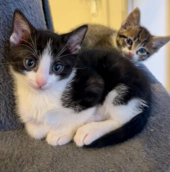Domestic Short Hair Cats Available for Adoption in Houston, Texas - Ramen (most Popular Playmate) | PetCurious