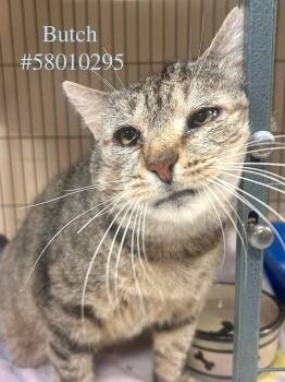 Rescue Tabby Cats for Adoption in Wilkes-barre, Pennsylvania - Butch | PetCurious