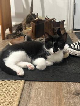 Travis 2 -  Domestic Short Hair Cat for Adoption in Arthur, Ontario - Travis 2 | PetCurious