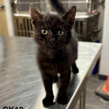 Pendleton -  Domestic Short Hair Cat for Adoption in Austin, Texas - Pendleton | PetCurious
