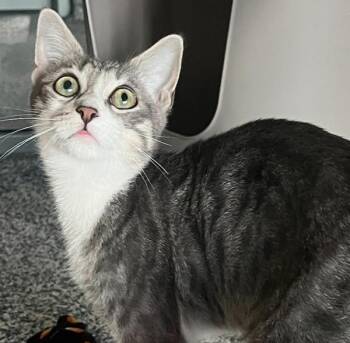 Millie -  Domestic Short Hair Cat for Adoption in Golden, Colorado - Millie | PetCurious