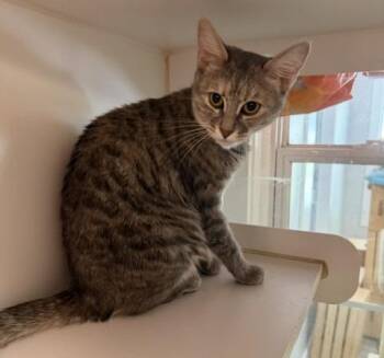 2026-19 Devon Stripe aka Deidre -  Domestic Short Hair Cat for Adoption in Windsor, Connecticut - 2026-19 Devon Stripe Aka Deidre | PetCurious