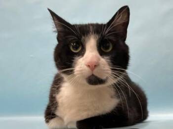 Pumba -  Domestic Short Hair Cat for Adoption in Minneapolis, Minnesota - Pumba | PetCurious