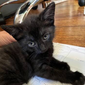 Michaela -  Domestic Short Hair Cat for Adoption in New York, New York - Michaela | PetCurious