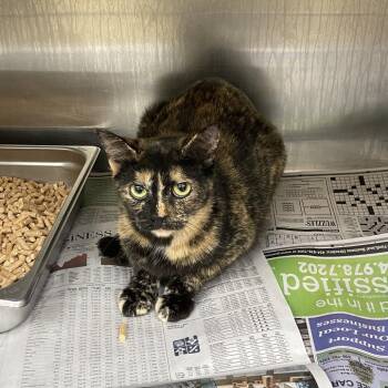 Gizmo -  Domestic Short Hair Cat for Adoption in Winston-salem, North Carolina - Gizmo | PetCurious