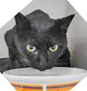 Rescue Domestic Short Hair Cats for Adoption in Portsmouth, Ohio - Black Gold | PetCurious