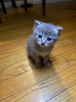 Rescue Domestic Short Hair Cats for Adoption in New Milford, Connecticut - Majo | PetCurious