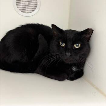Midnight -  Domestic Short Hair Cat for Adoption in Fall River, Massachusetts - Midnight | PetCurious