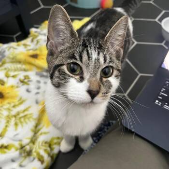 Domestic Short Hair Cats Available for Adoption - Violet Vernor SF 0825 | PetCurious