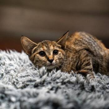 Emily -  Domestic Short Hair Cat Available for Adoption in Gainesville, Georgia - Emily | PetCurious