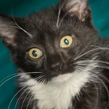 Janice -  Domestic Short Hair Cat for Adoption in Lakewood, Colorado - Janice | PetCurious