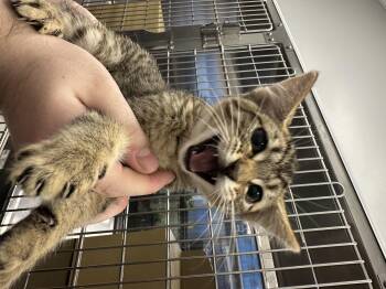 Rescue Domestic Short Hair Cats for Adoption in Auburn, Washington - Rocky | PetCurious