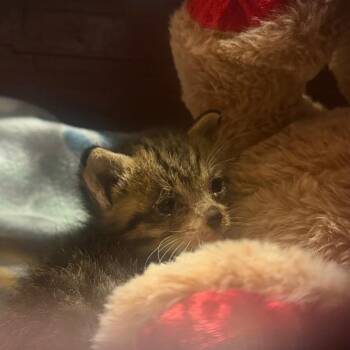Rocket -  Domestic Short Hair Cat for Adoption in Tuscaloosa, Alabama - Rocket | PetCurious