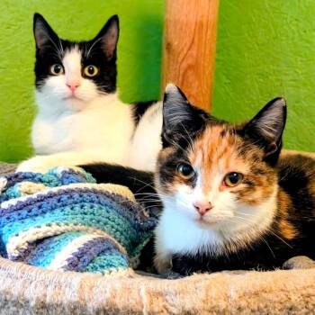 Alistair and Annette, Lots of Fun -  Domestic Short Hair Cat for Adoption in Newport, Washington - Alistair And Annette, Lots Of Fun | PetCurious
